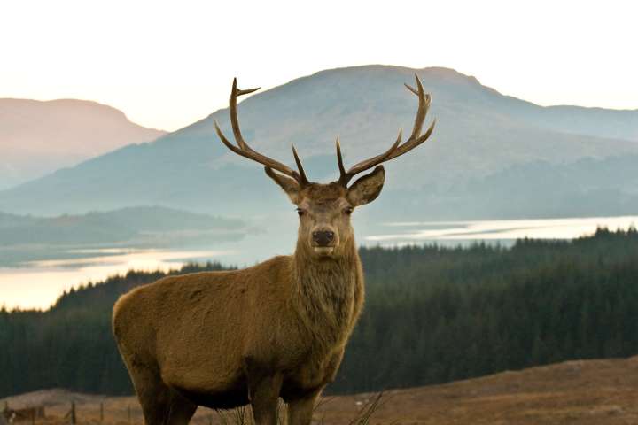 Buck in Scotland