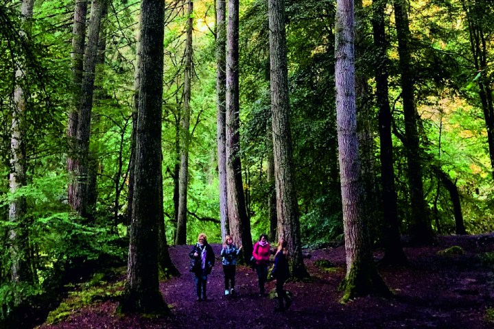 Bosque del Ermitaño