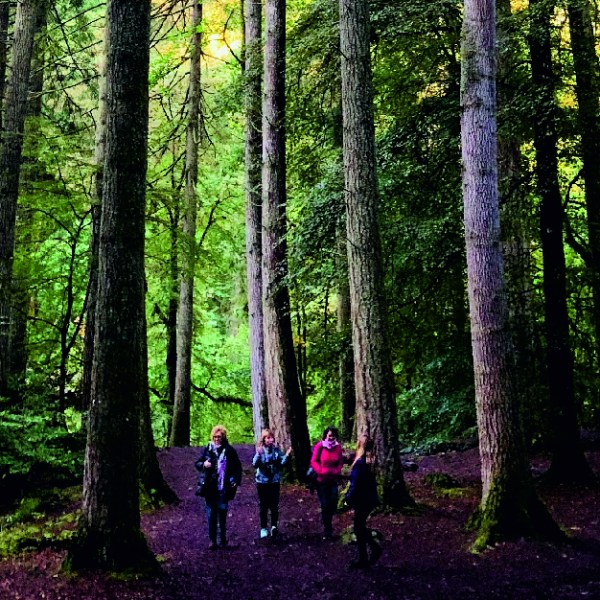 Bosque del Ermitaño
