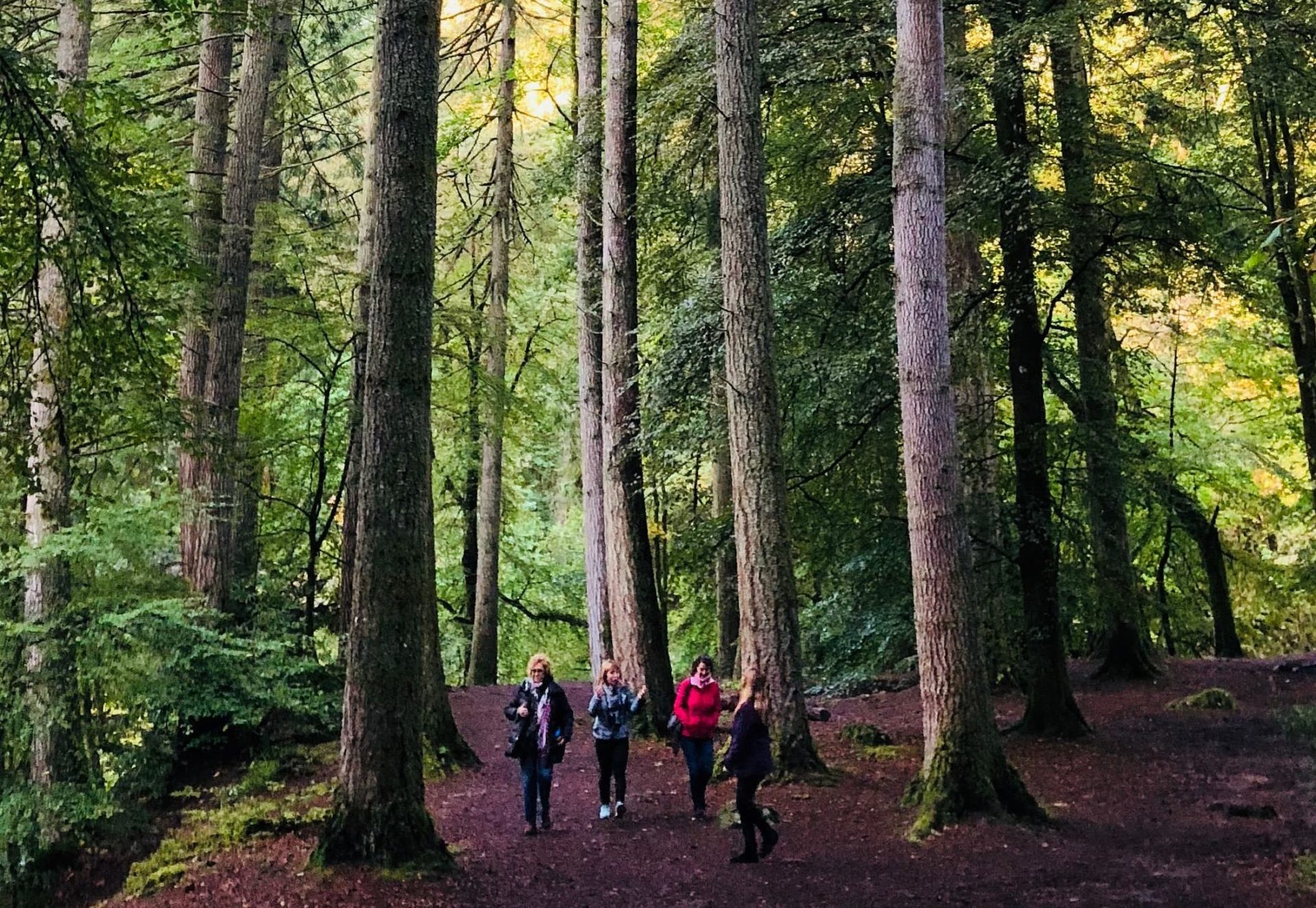 Bosque del Ermitaño