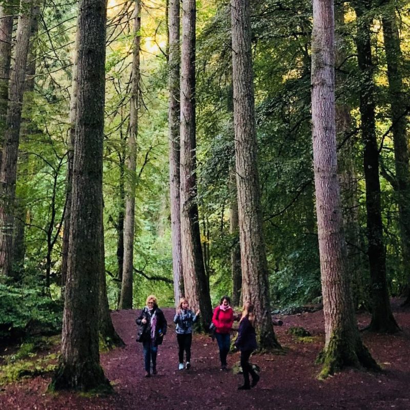 Bosque del Ermitaño