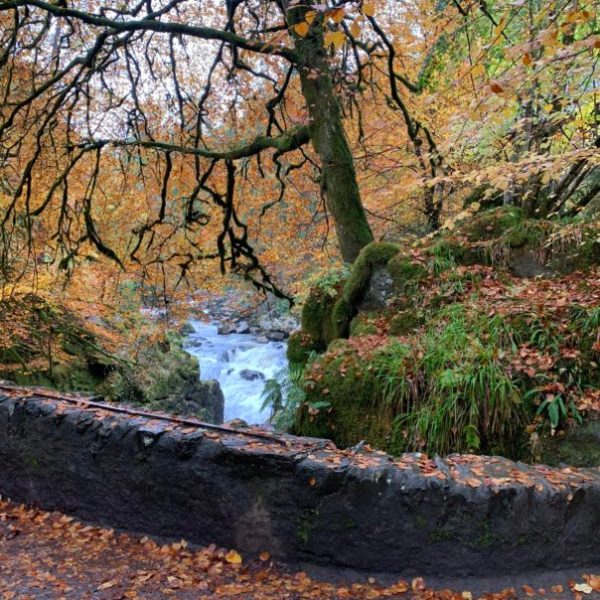 Bosque del Ermitaño