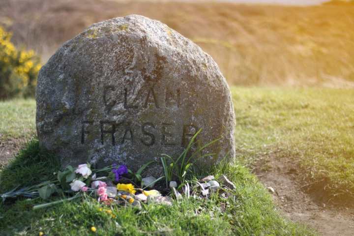 a close up of a flower field