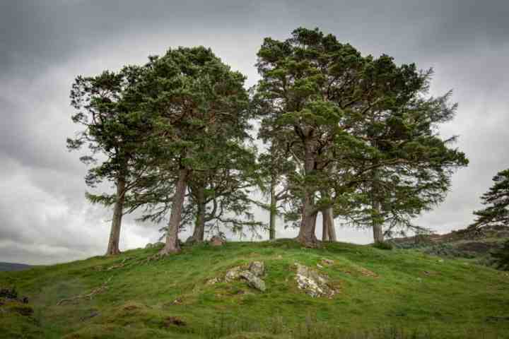 a tree on a grassy hill