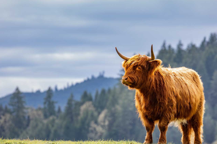 Vaquitas de las Highlands