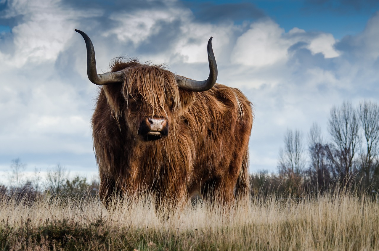 ¿Dónde ver las vacas peludas de las Highlands_ Guía completa a large brown cow standing on top of a dry grass field